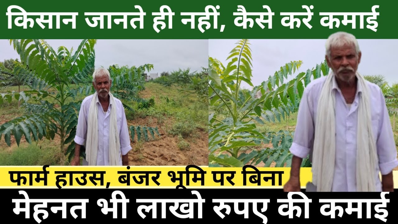 फार्म हाउस बंजर भूमि पर खेती कर कमाए लाखों | Aldu Ki Kheti | Best Profitable Farming | #aldufarming