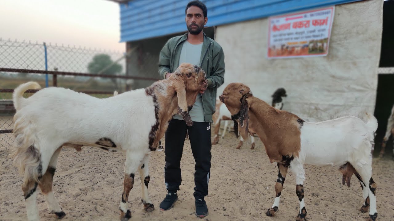 Faizan Goat Farm Ke Top Quality Totapuri Bakra aur Bakri With Price @IA Creation