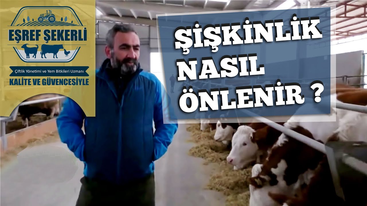 Hayvanda Şişkinlik Nasıl Önlenir?