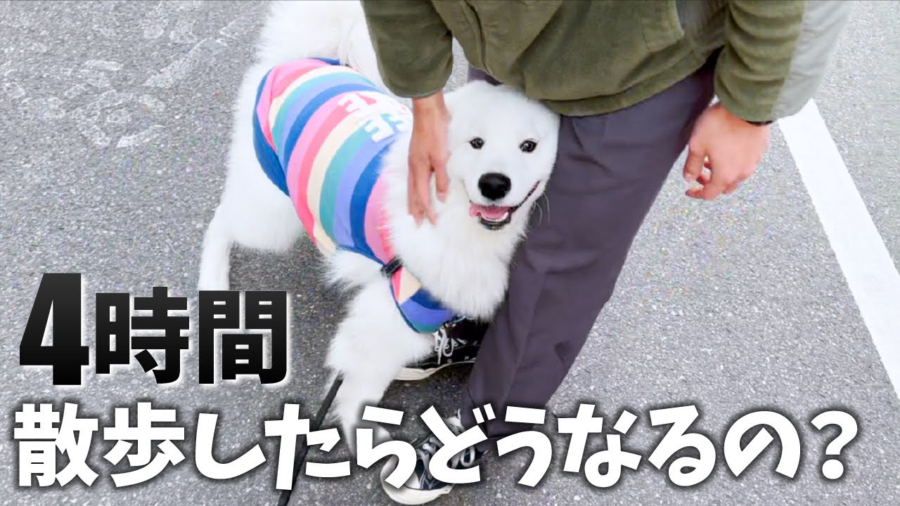 片道２時間の散歩は未知の領域でした【サモエド】