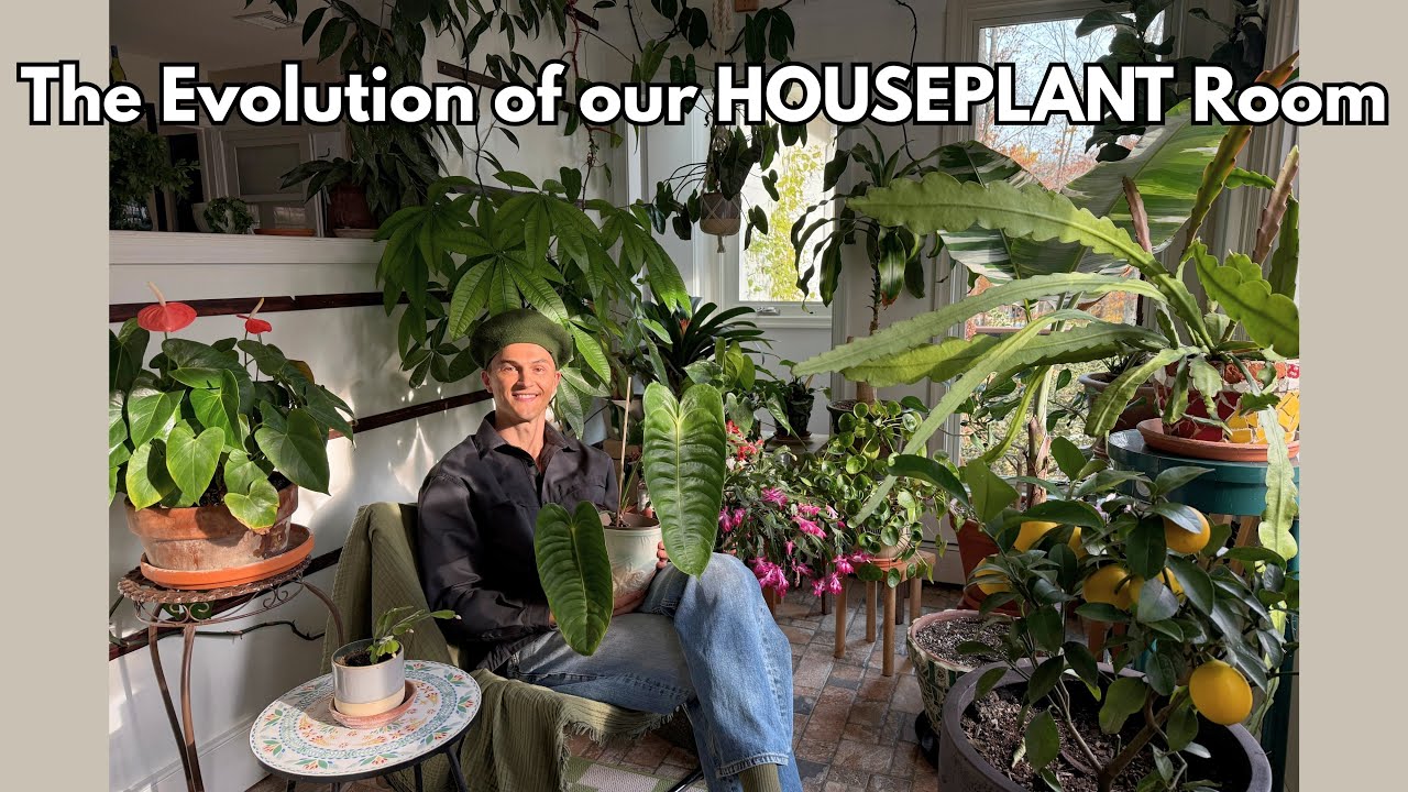 Экскурсия по комнате HOUSEPLANT и ее эволюция на протяжении многих лет
