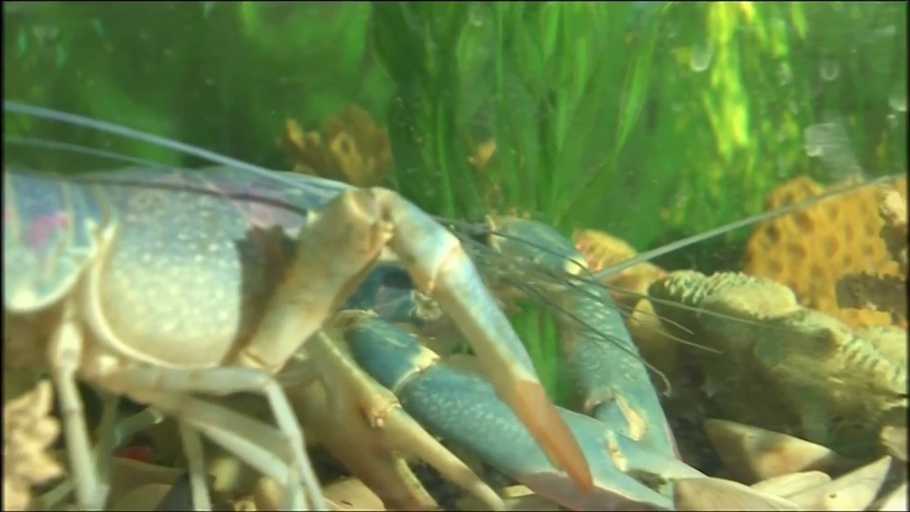 How the Blue Crayfish can help cure Osteoporosis