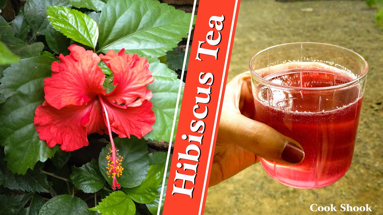 Hibiscus Tea | Jasud na Phul nu Sharbat | Gudhal Ki Chai | Healthy and Tasty Drink | Cook Shook