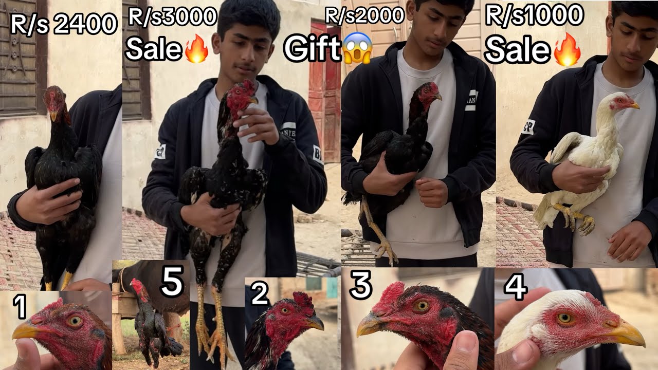 Gift mill jai g🤑😱//All to all for sale// white Hera/ mushka/ pila// ratha // cheap aseel murga