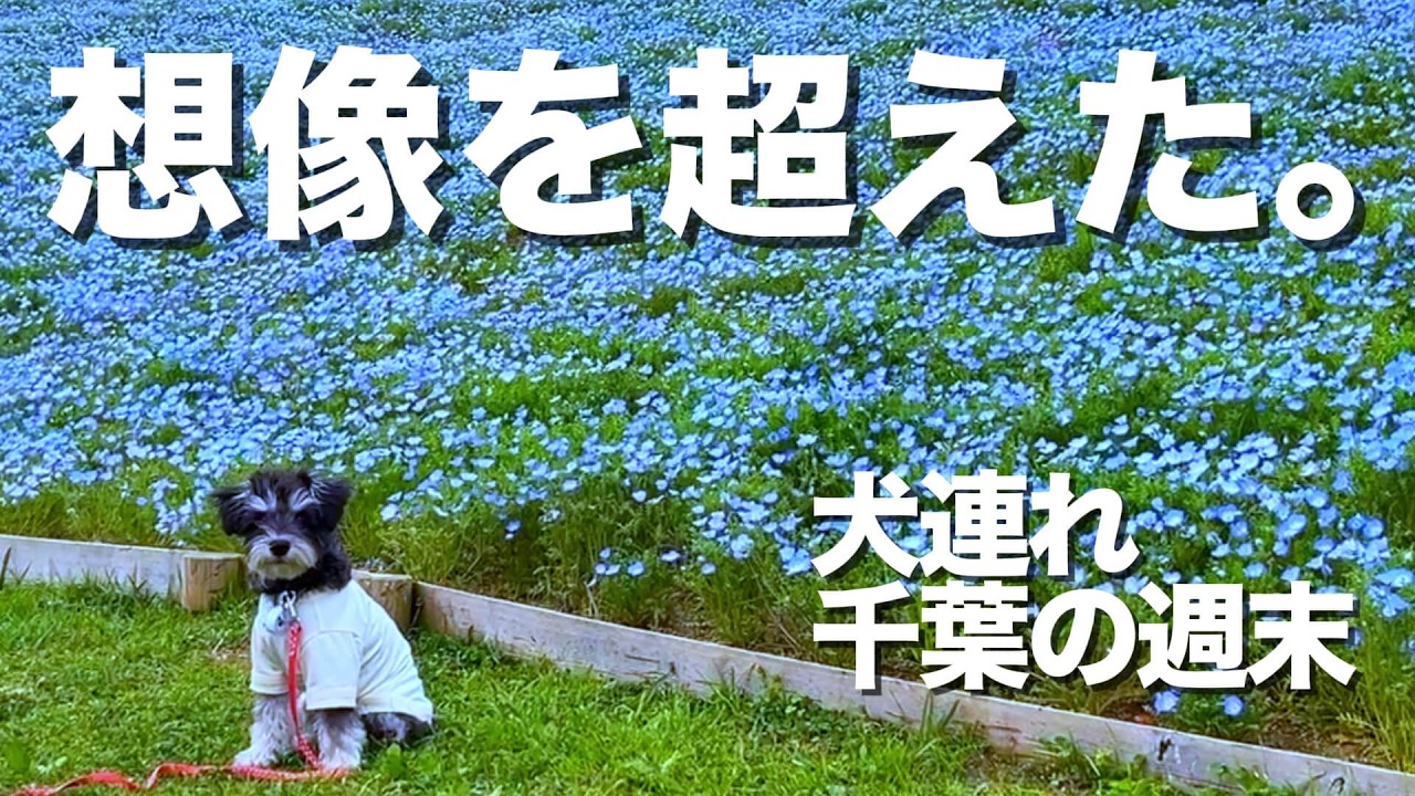 犬連れで千葉一泊二日｜ドギーズアイランド宿泊＆ドッグフェス初参加｜Schnauzer Weekend Trip in Japan
