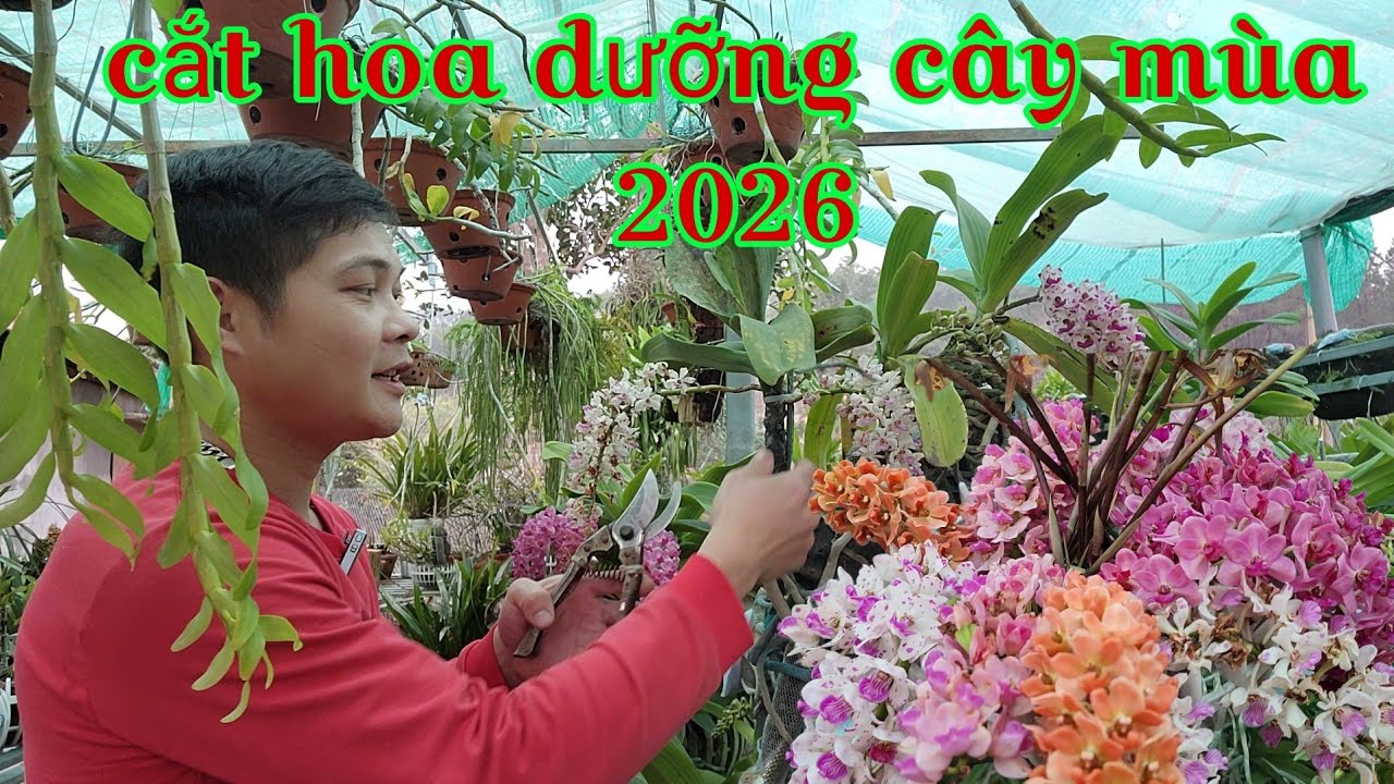Cắt hoa dưỡng cây phục hồi lan sau chơi hoa tết, cách bón phân cho hoa lan đầu mùa xuân