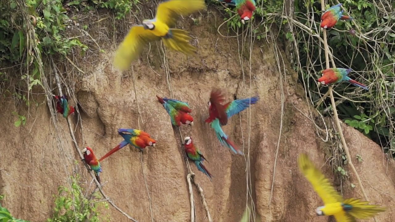 Macaw Clay Lick in Tambopata Amazon Rainforest | PERU