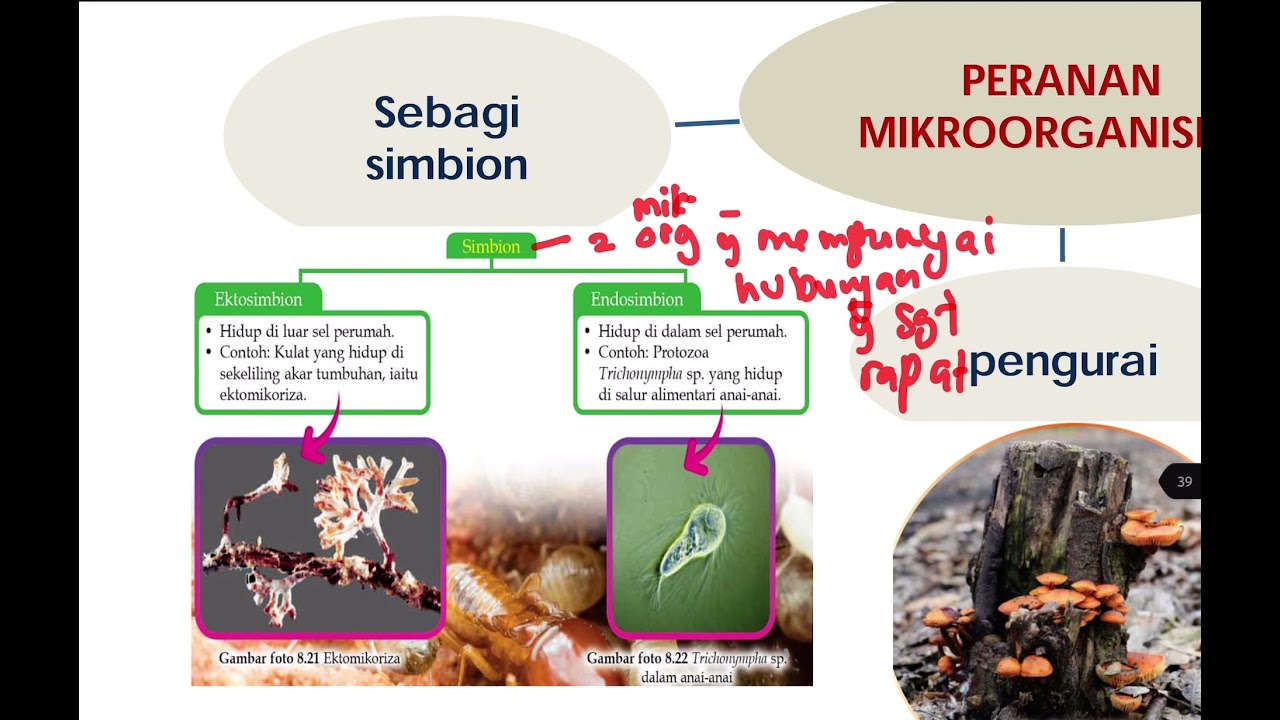 BIO T5 Bab 8 - 8.3: MIKROORGANISMA & VIRUS
