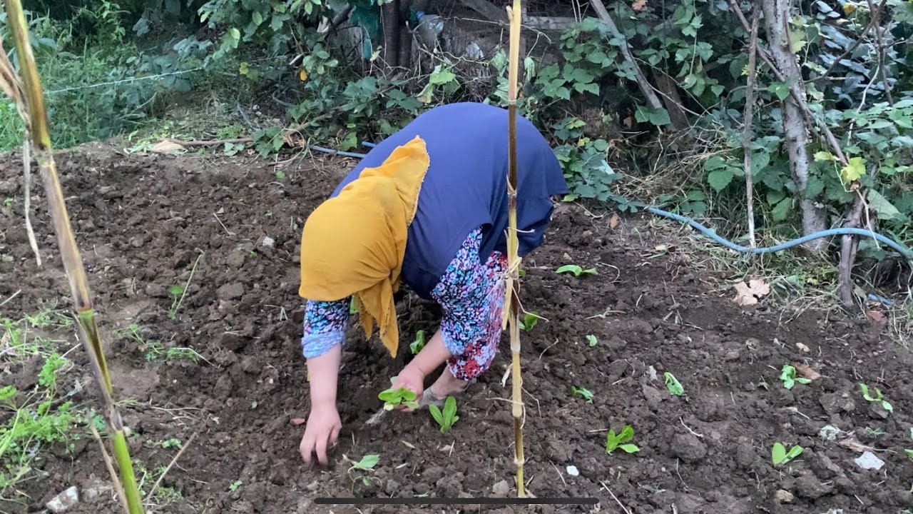 TARLAMI DOLDURMAYA BAŞLADIM👏GELİN MARUL DİKELİM🥬