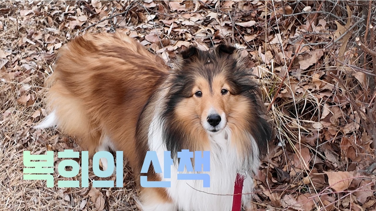복희의 산책