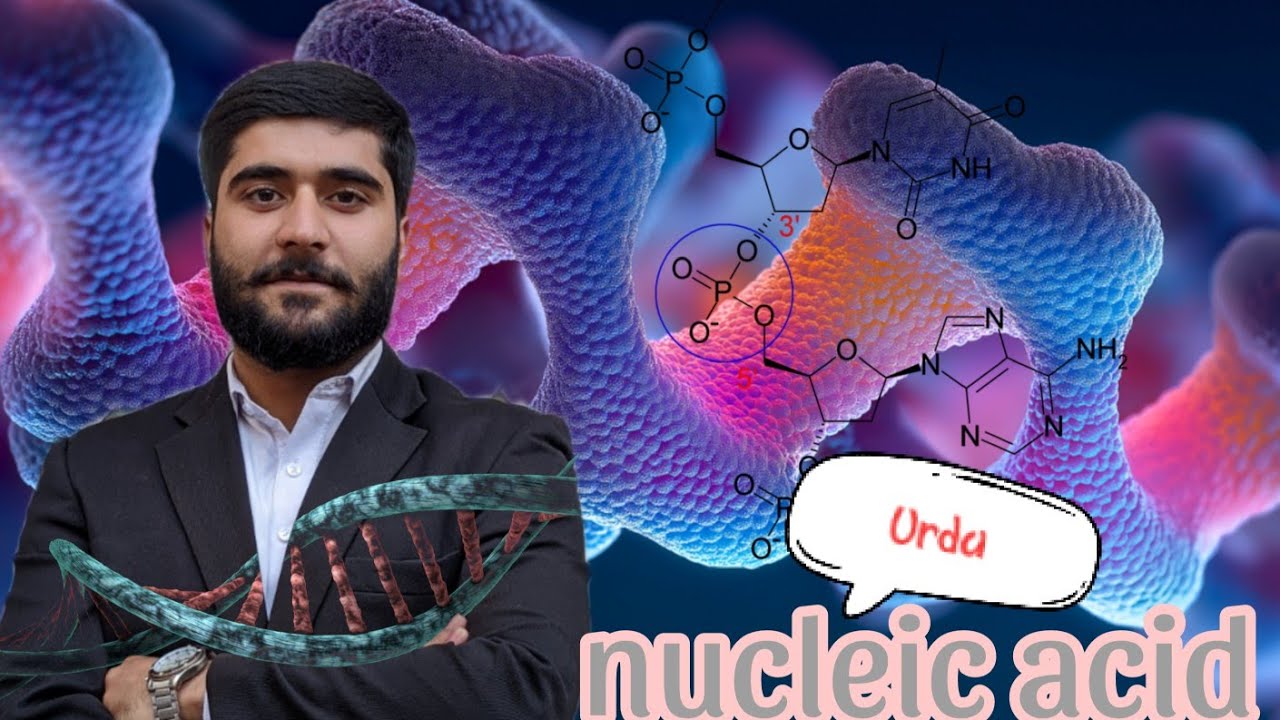 Nucleic acid in Urdu/DNA, RNA/difference between DNA and RNA/what is nucleotide?phosphodiester bond 