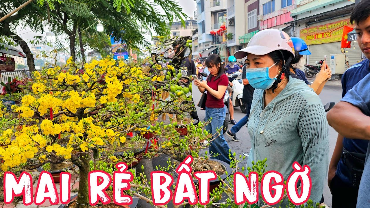 Nhà Vườn Xả Mai Siêu Nụ Rẻ Bất Ngờ Trên Bến Bình Đông Sài Gòn.