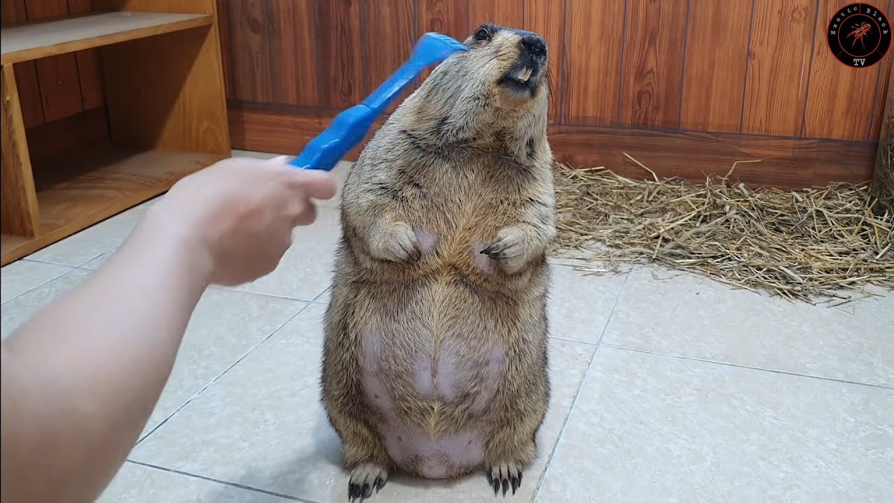 Podrapałem świstaka plastikową dłonią, gdzie swędziało miejsce.