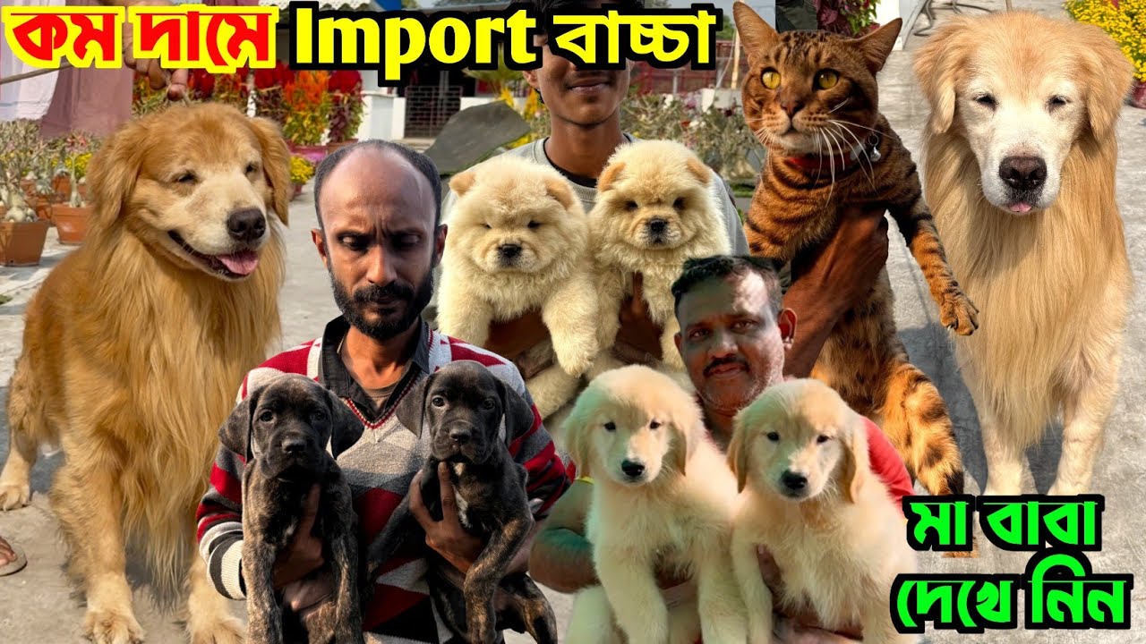 Cane Corso & Golden Retriever Home Breed Puppies Sale Low Price. Dog Market in Kolkata.