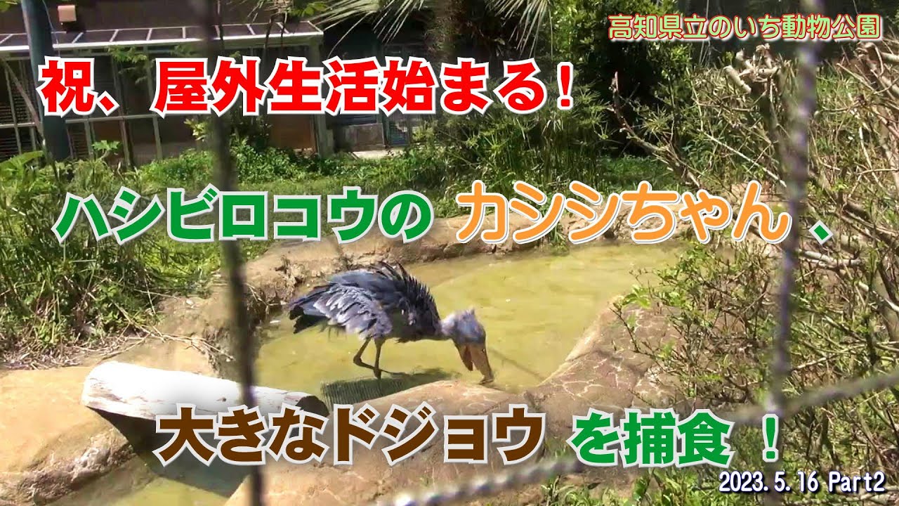 祝、屋外生活始まる!　高知県立のいち動物公園のハシビロコウ、カシシちゃんが、大きなドジョウを捕食しますのでご覧ください。【2023.5.16 Part2】