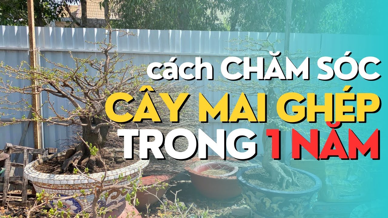 Phân, Thuốc & Lịch chăm sóc Cây Mai ghép trong 1 năm: chi tiết từng tháng - Lê Việt 0938934323 zalo
