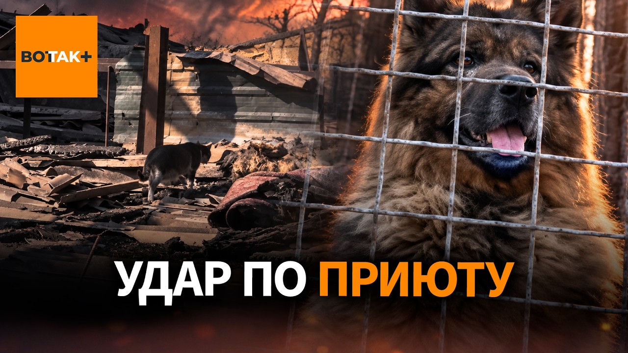 РОССИЯ ударила по приюту под Одессой &ndash; погибли 13 животных