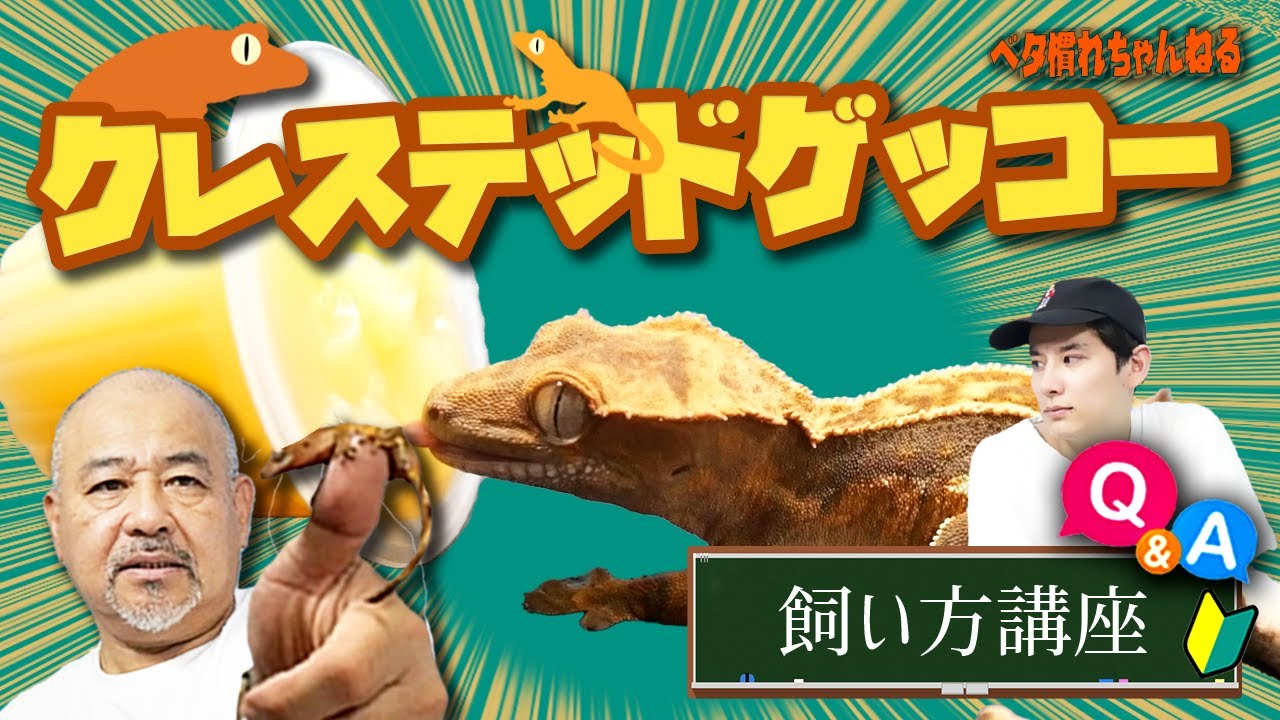 【爬虫類初心者必見】クレステッドゲッコー飼い方講座【ヤモリ】