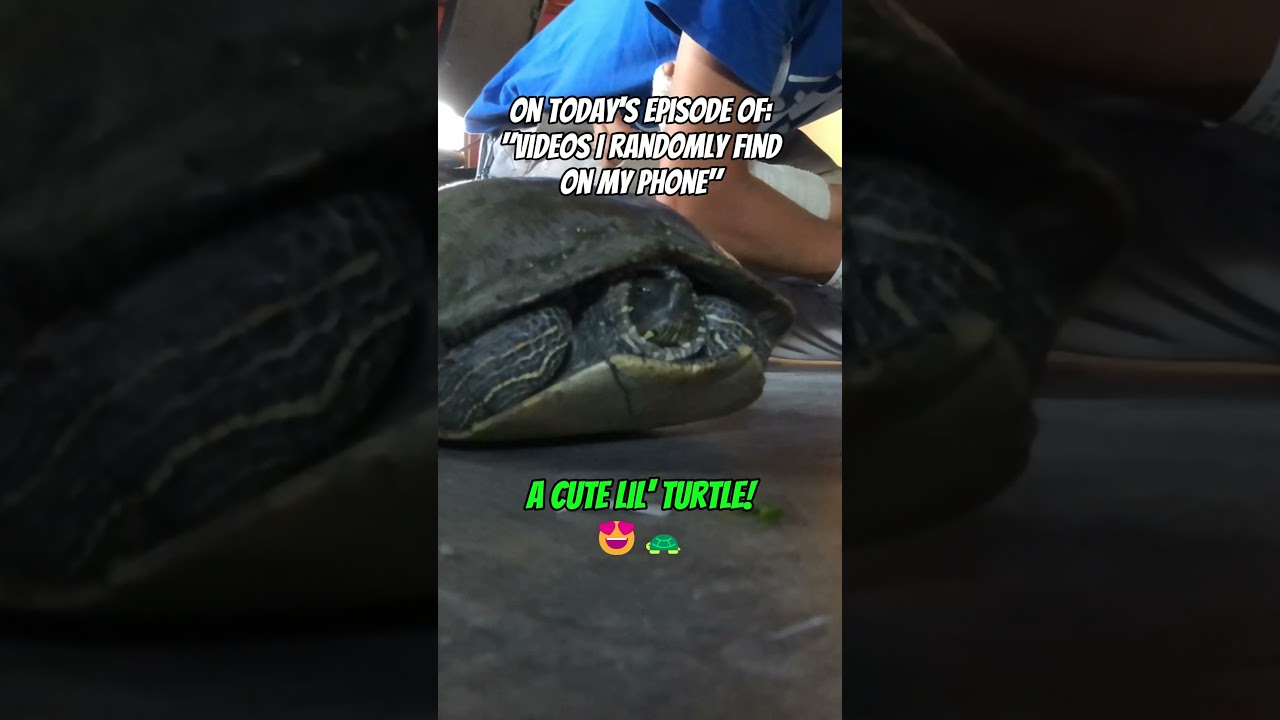 I LIKE TURTLES!🐢❤️