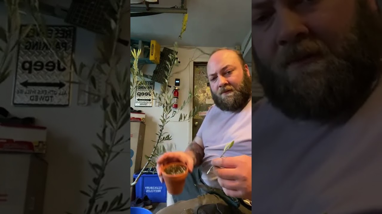 Propagate an olive tree in under a minute