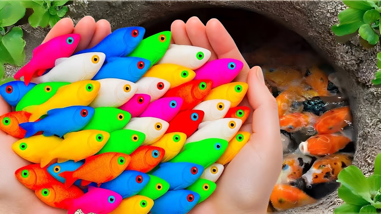 Catching colorful ornamental fish, koi, eels, turtles and lionhead fish in a small pond.