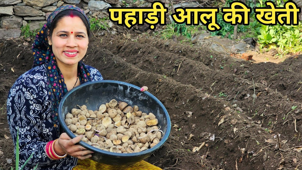 आज लगा दिए अपने किचनगार्डन में पहाड़ी आलू 🥔|| Preeti Rana || Pahadi Lifestyle vlog ||Triyuginarayan 