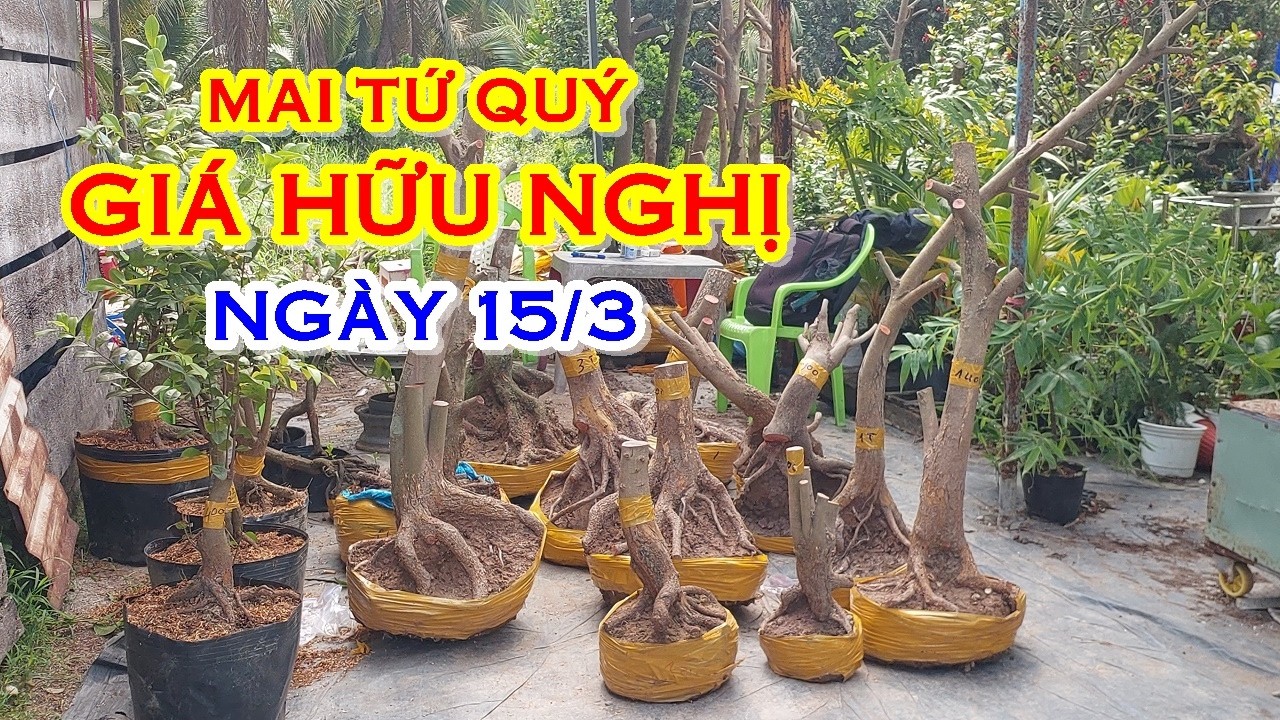 CHỊ UYÊN 📲 O8627O9682 GIÁ TỐT - MAI TỨ QUÝ DÁNG ĐẸP GIAO LƯU NGÀY 15/3 