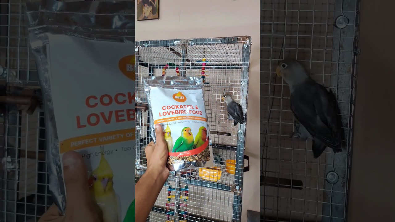 BOLTZ Cockatiel & LoveBirds food 😍 #shorts #boltz #boltzfood
