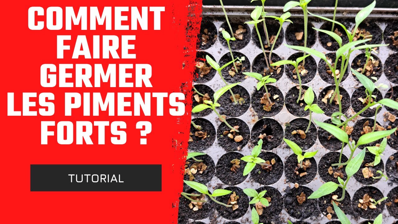 Comment faire germer les piments tr&egrave;s forts ?