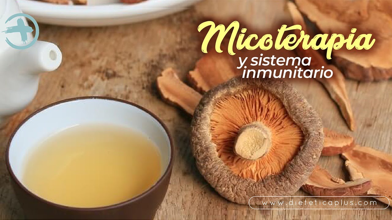 Hongos medicinales (mico terapia) y sistema inmunitario