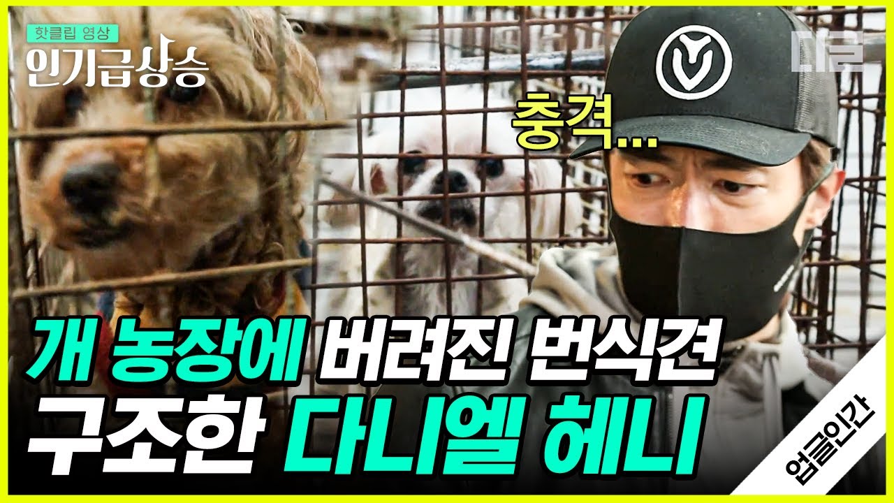 [#인기급상승] (다니엘헤니 풀버전) 너무나도 열악한 번식견 구조의 현장, 강아지들에게 더 넓은 세상을 선물하기 위한 다니엘 헤니의 도전 | #업글인간 #디글