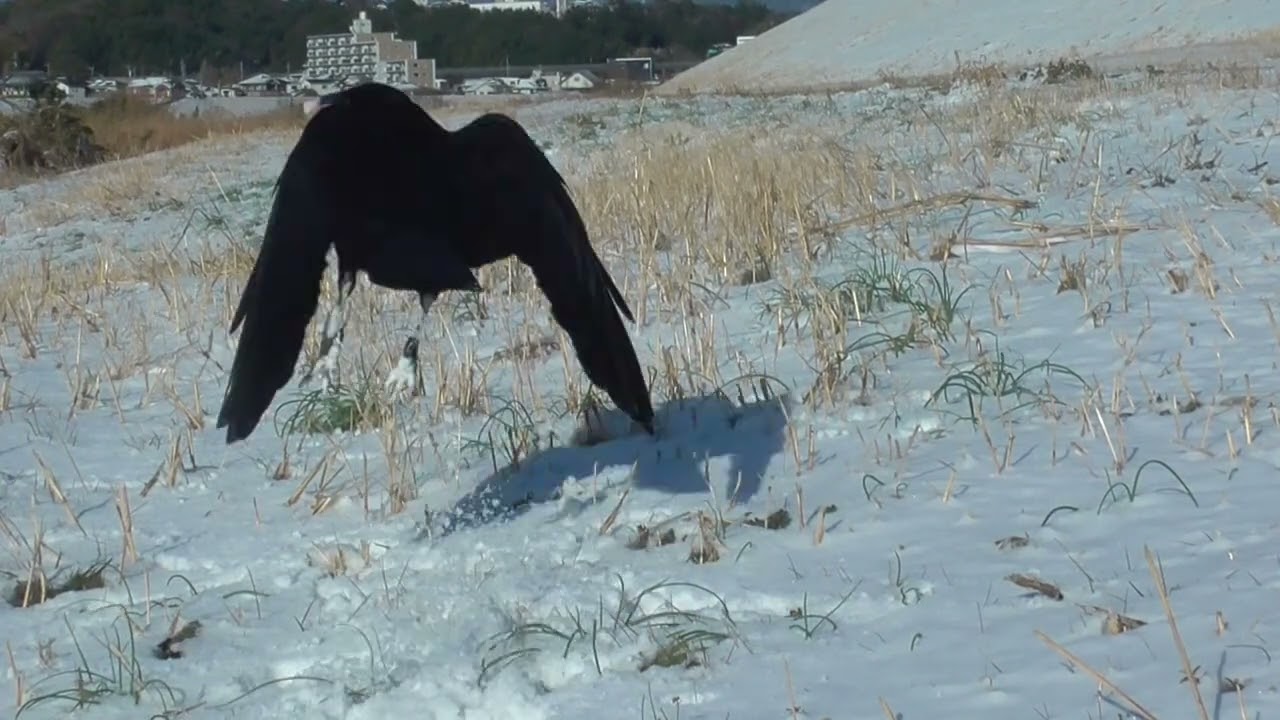 Y0140　Oita River　The Snow has stopped　Strong Wind　MON and AOI (Wild Carrion Crow)