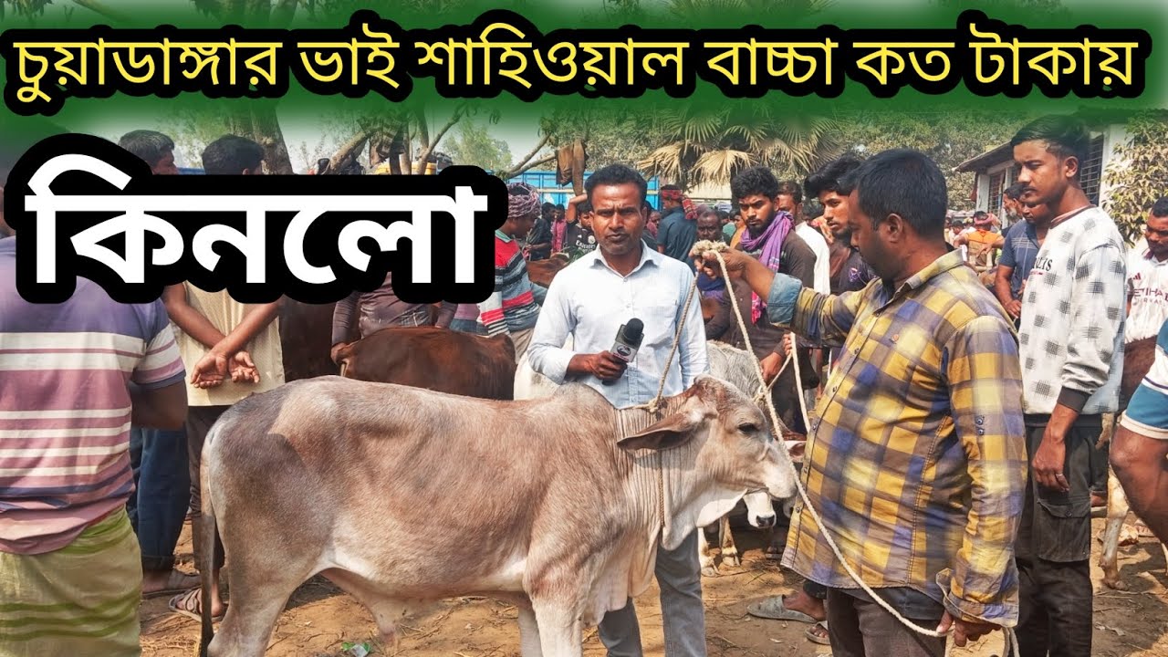 ১৬ফেব্রুয়ারি ২০২৬| শাহিওয়াল জাতের ভালো মানের বাচ্চা আজ রানীগঞ্জ হাটে কেমন দামে বেচাকেনা হচ্ছে! 