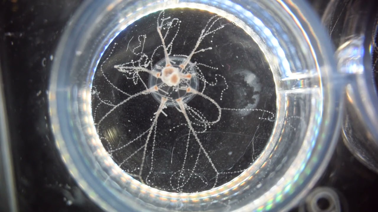 Feeding behaviour of Cladonema jellyfish