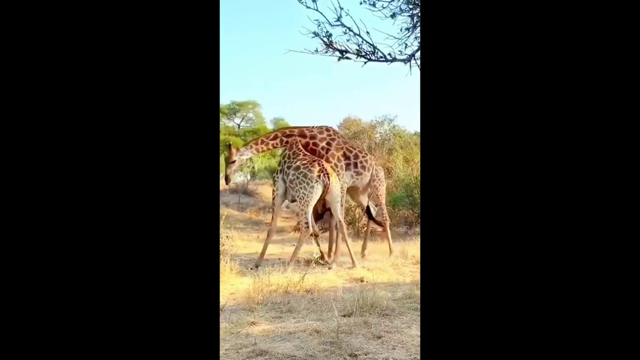 GIRAFFE ADVETURES!!