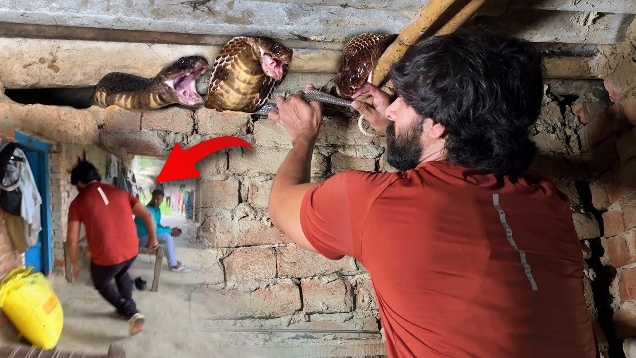 इस नाग नागिन को रेस्क्यू करने में हुआ हालत खराब, बहुत ही यूनिक रेस्क्यू कैसे किया गया! 🤔😱 Nag Nagin