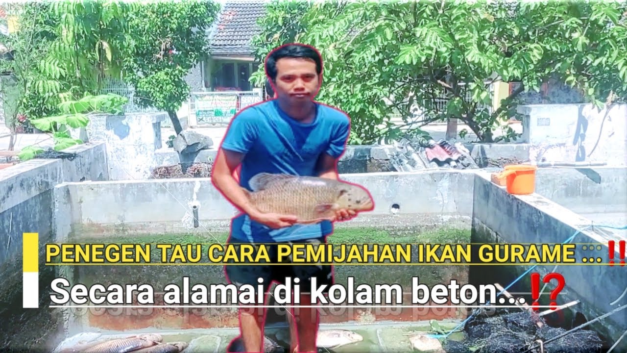 CARA PEMIJAHAN IKAN GURAME  SECARA ALAMI DI KOLAM BETON...‼