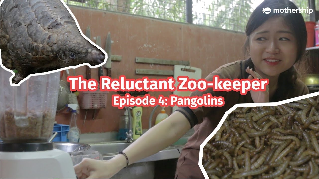 Pangolin vs Human - [The Reluctant Zookeeper Ep4]