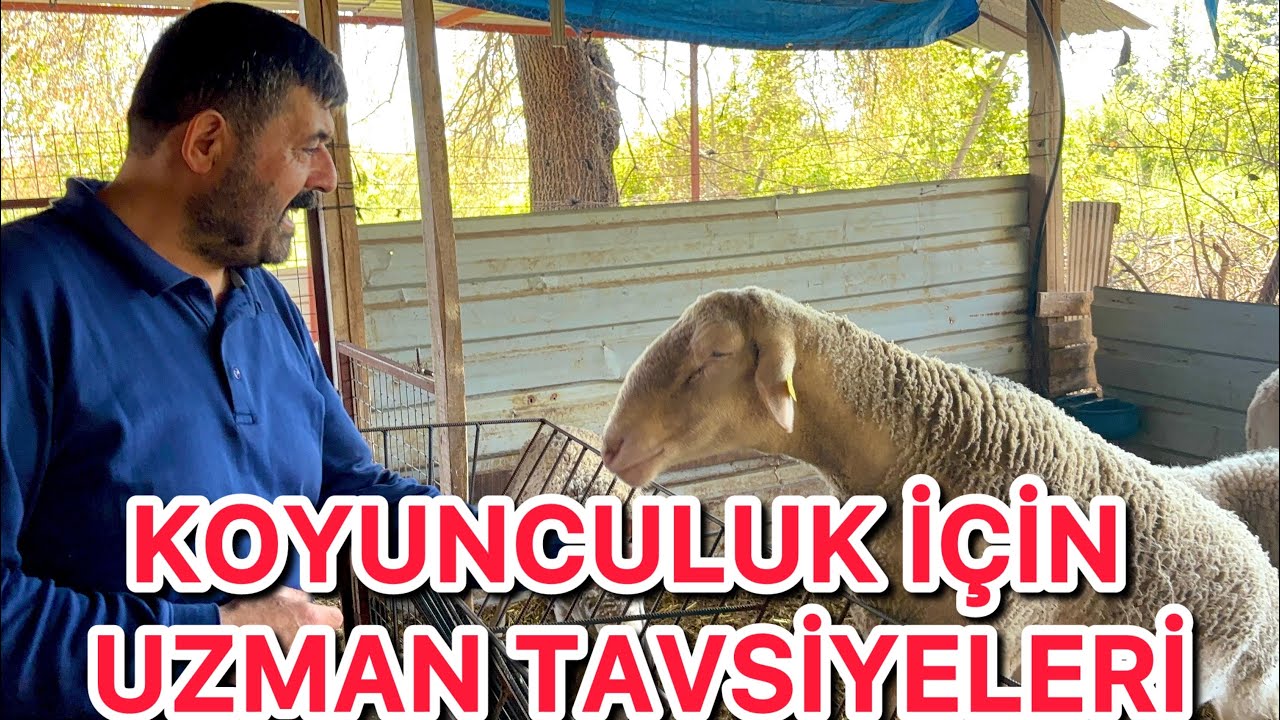 K&ouml;ye Yerleşip Koyunculuk Yapmak İsteyenlere Uzmanından &Ouml;nemli Tavsiyeler