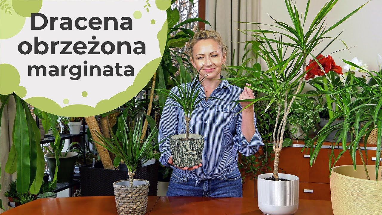 Dracena obrzeżona marginata - zasady uprawy. Jak odmłodzić starszy okaz? Przesadzanie i pielęgnacja.