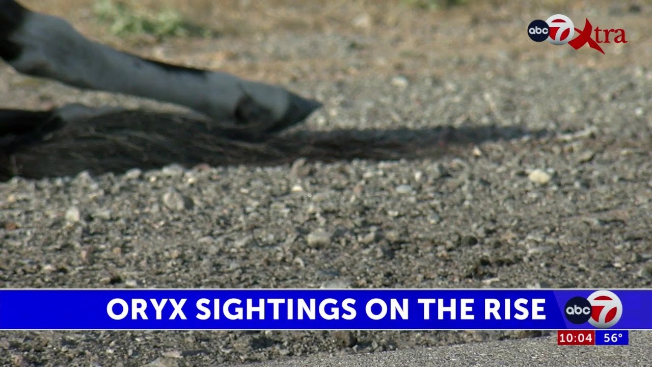Decapitated Oryx found on the side of the road in Northeast El Paso