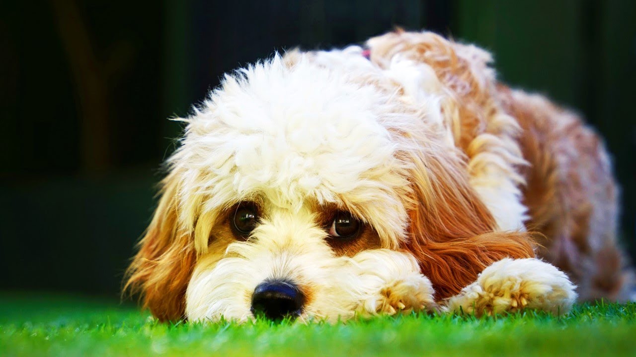 396Hz🐶Dog's Favorite Frequency Music🐶Deep Relaxation Music For Dogs, Deep Sleep, Anxiety & Stress