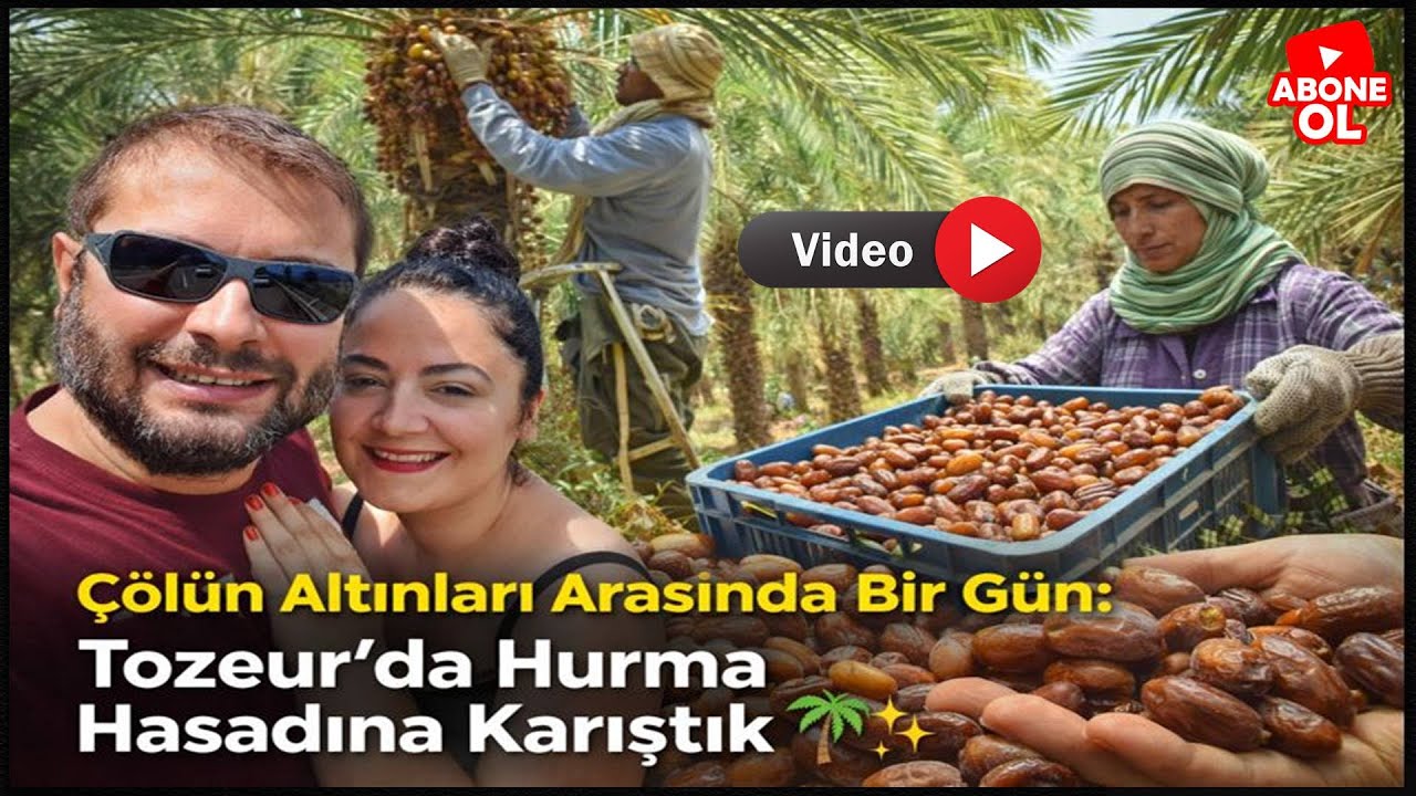 Tozeur’da Hurma Hasadına Karıştık!