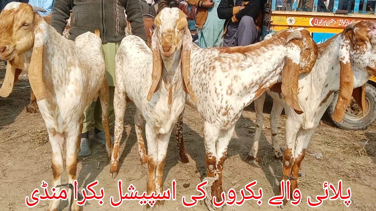 بارڈر والی بکرا منڈی کی فریش آپڈیٹ |farming |goat |alsyedgoatfarm |animals 