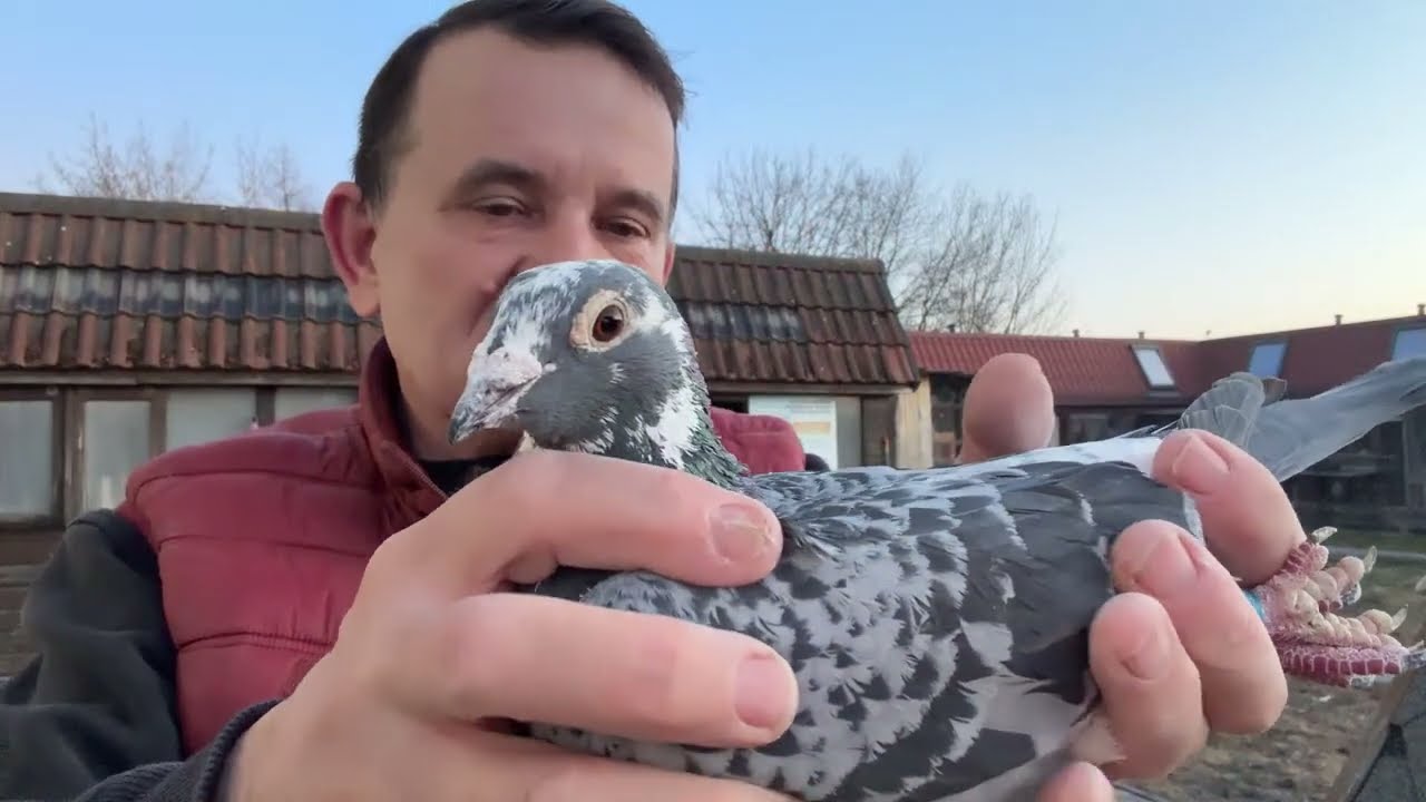 Gołębie z Niemiec Janseen Merx  do rozpłodu 513016809 Artur Pawelec