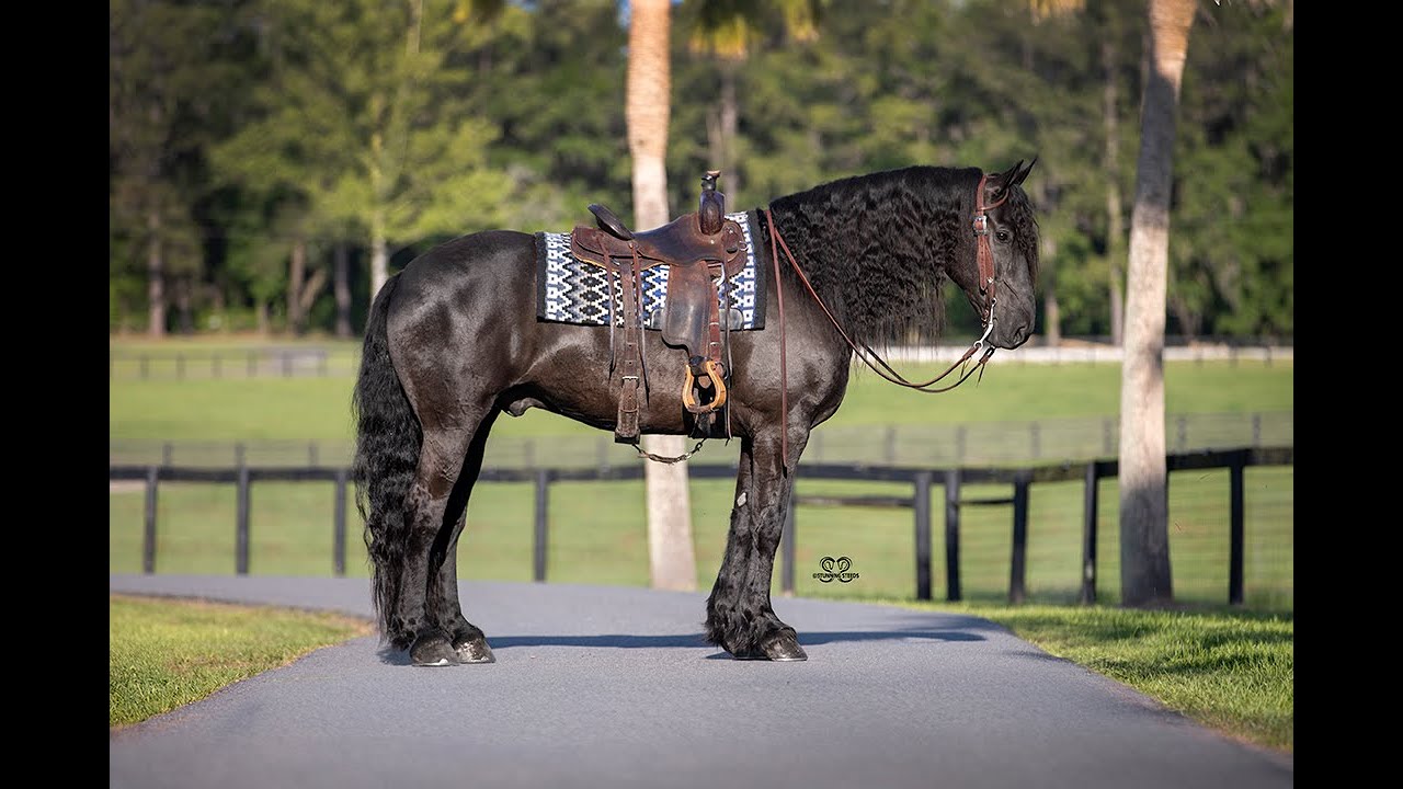 ROYAL - Friesian x Percheron cross gelding