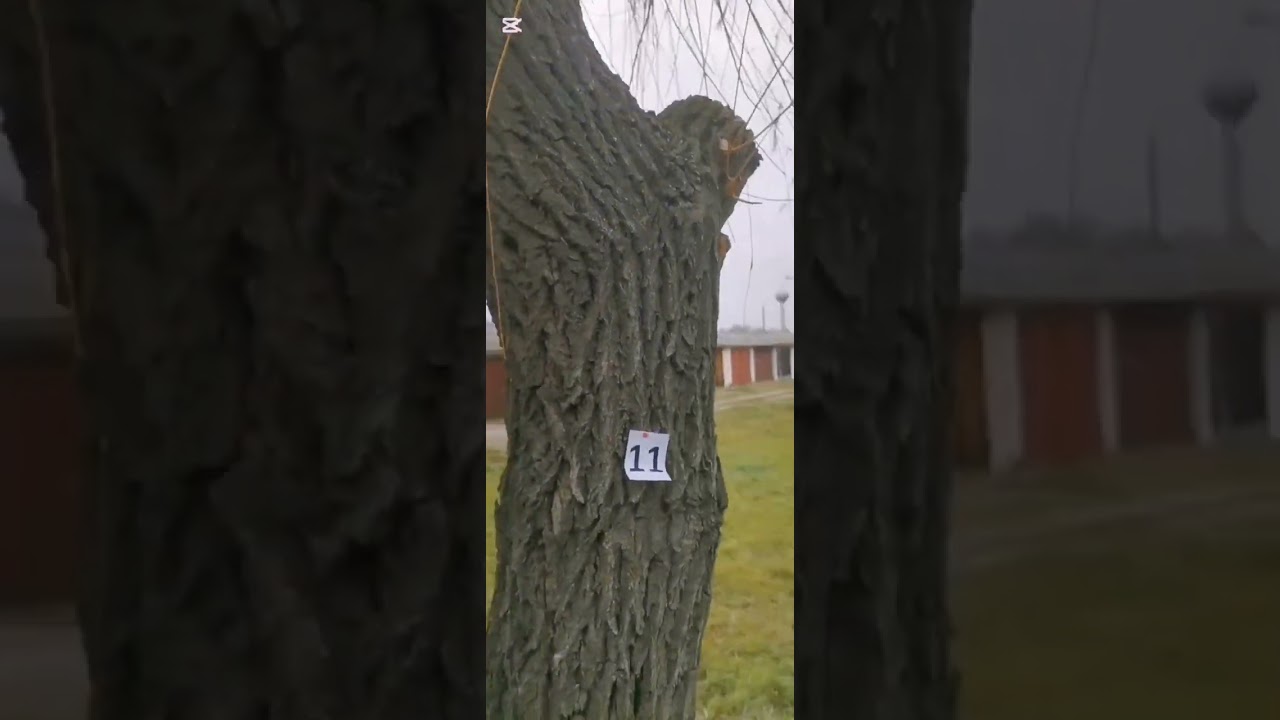 Martfű fák vizsgálata