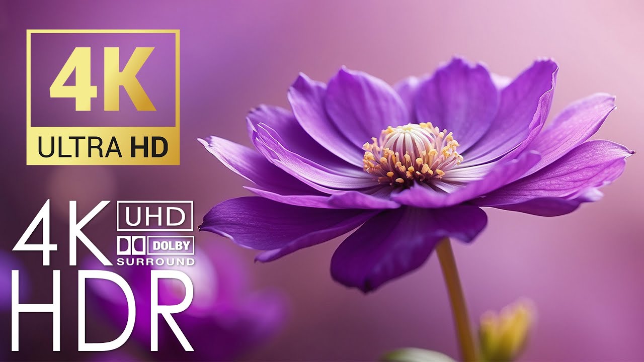 Blooming Flowers Timelapse - [1 Hour] 4K Relaxing Screensaver - Amazing Flowers! Relaxing Music #1