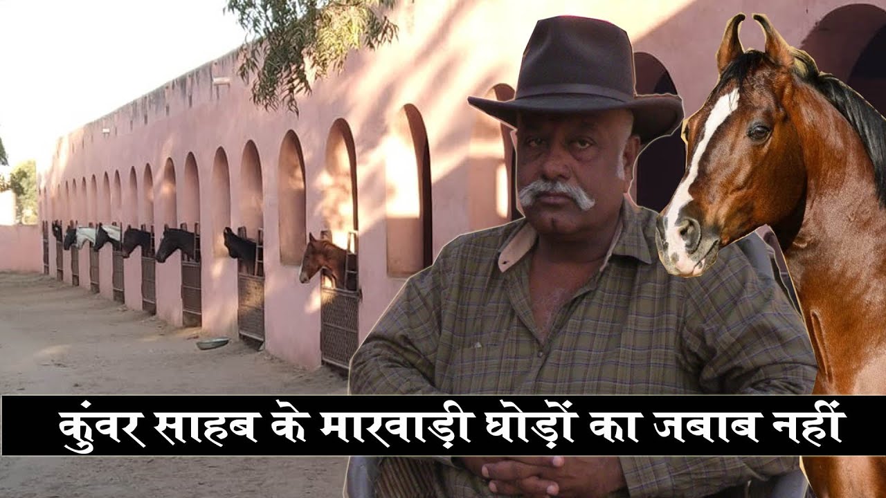 कुंवर साहब के मारवाड़ी घोड़ों का जबाब नहीं | Jaisa Stud Farm Ransi Gaon Jodhpur