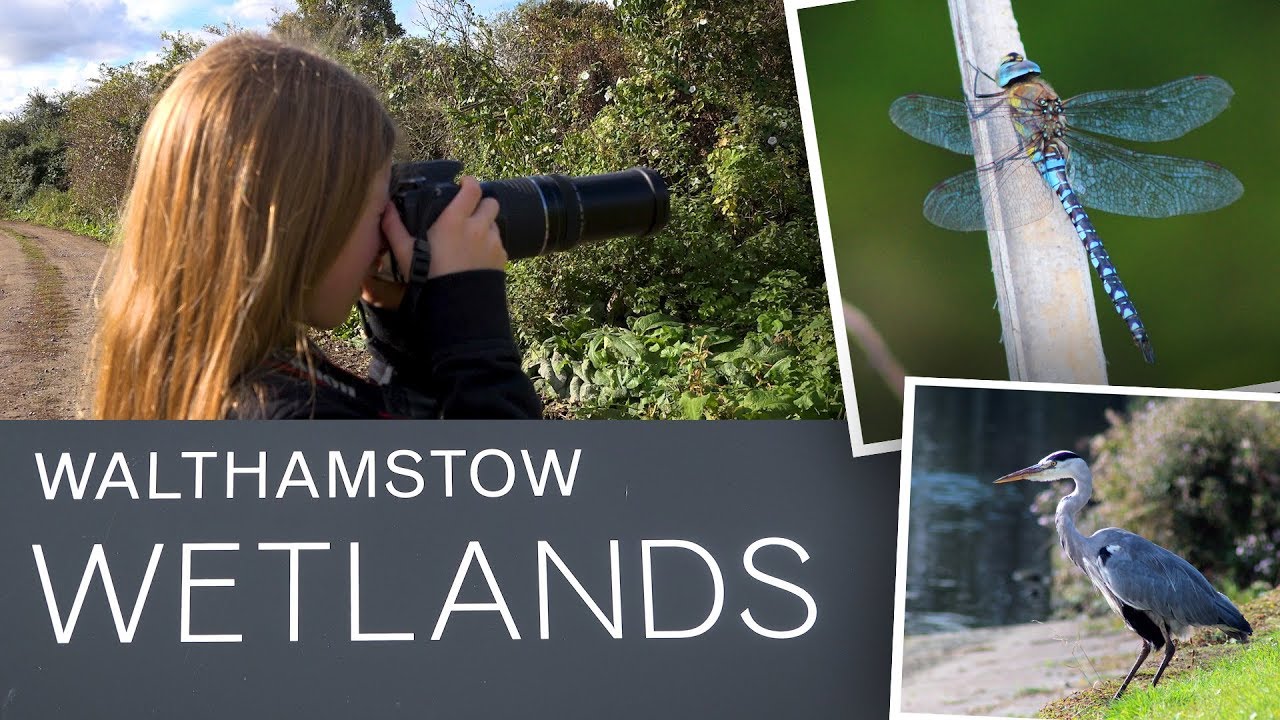 Walthamstow Wetlands, London Birdwatching. Bella uses a DSLR for the first time